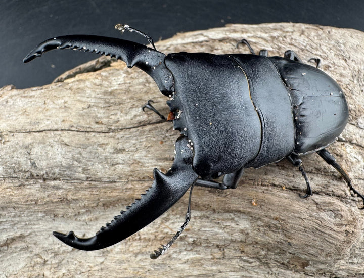 【WD】《パラワンオオヒラタ バタラザ産 85mm ペア》