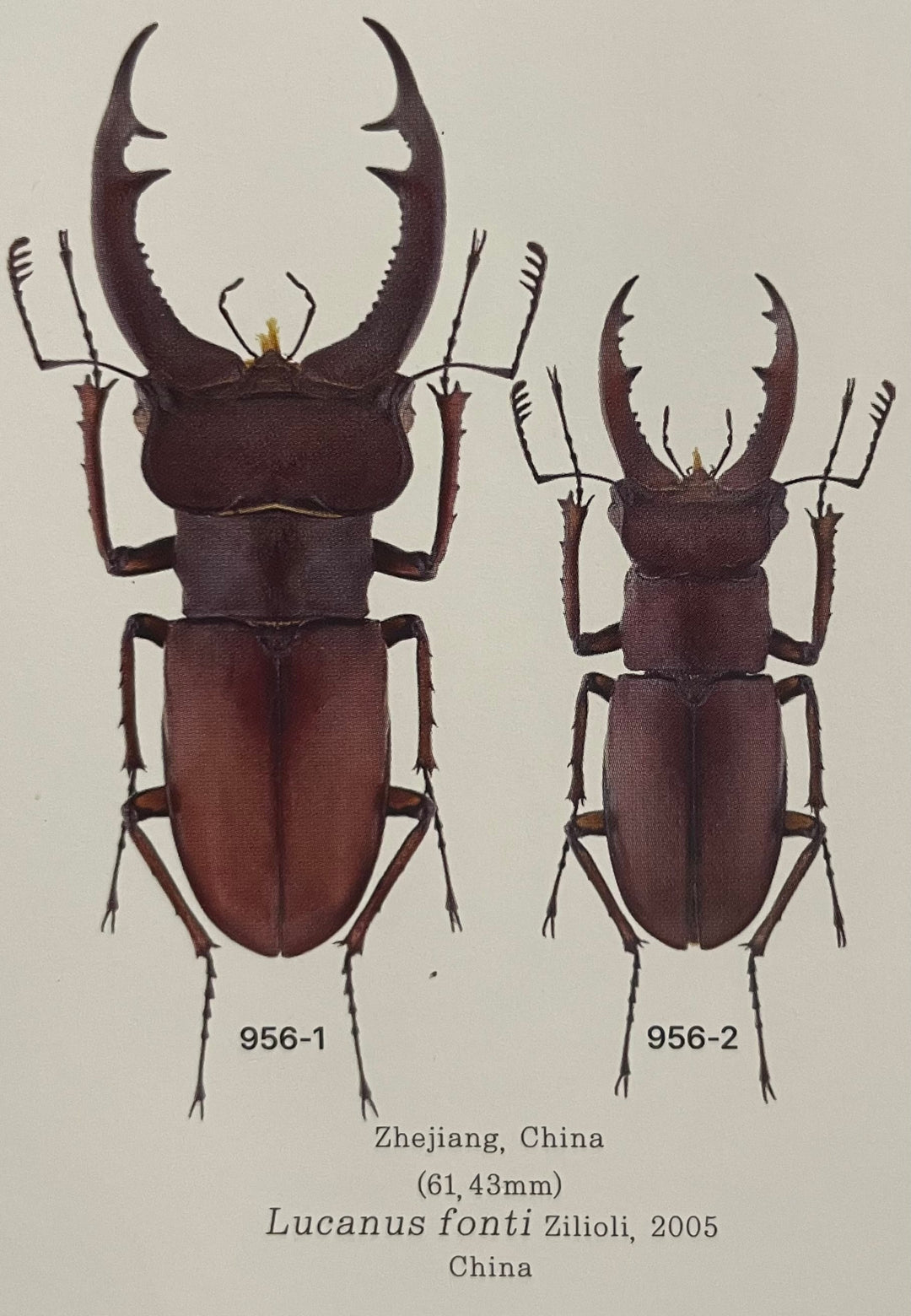 【WD】《フォントミヤマクワガタ 60mm ペア》