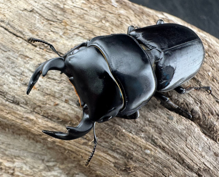 【WD】《ドルクスヤクシャ原名亜種 43mm ペア》