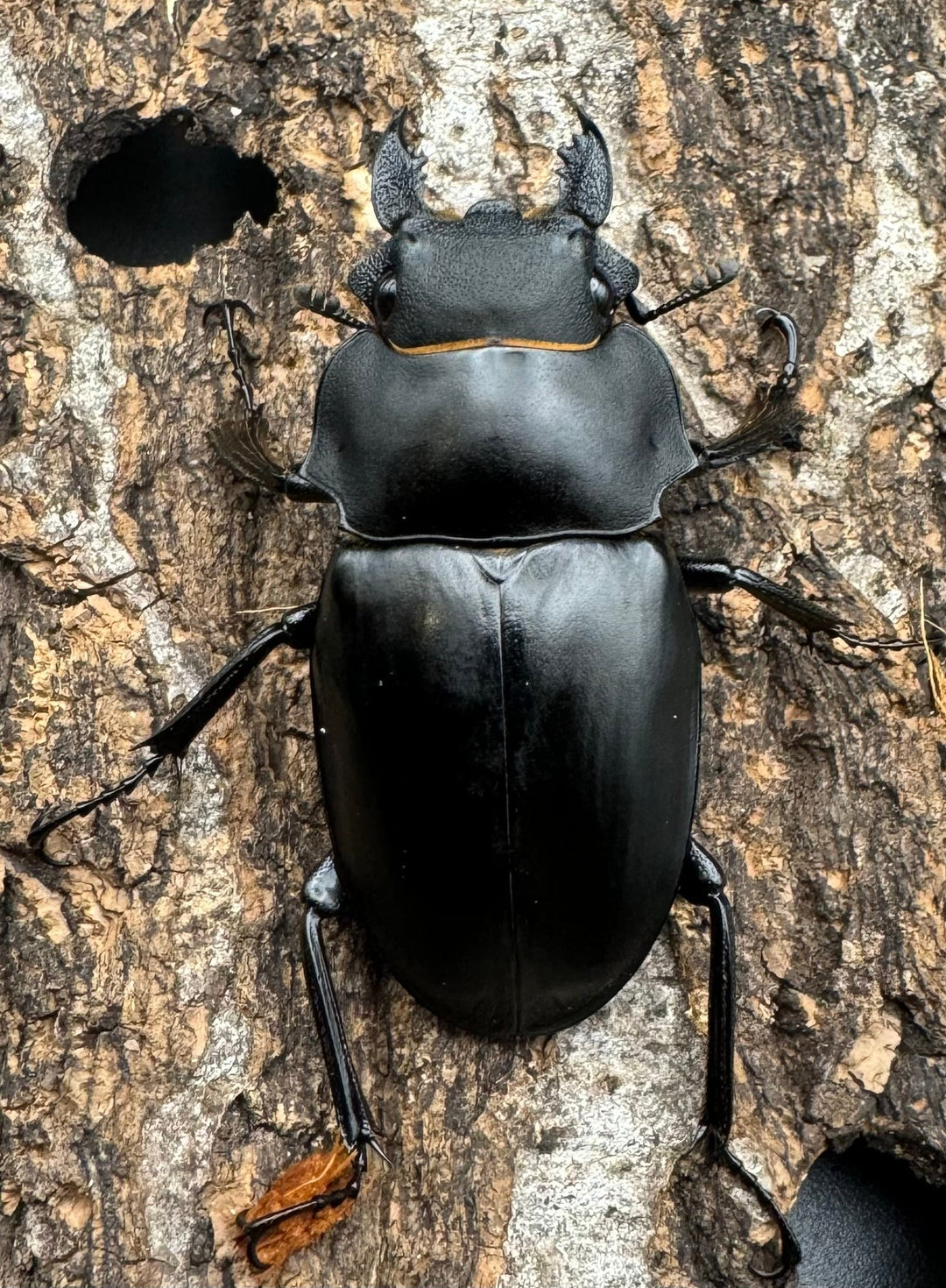 【WD】《アルケスツヤクワガタ 85mm ペア》