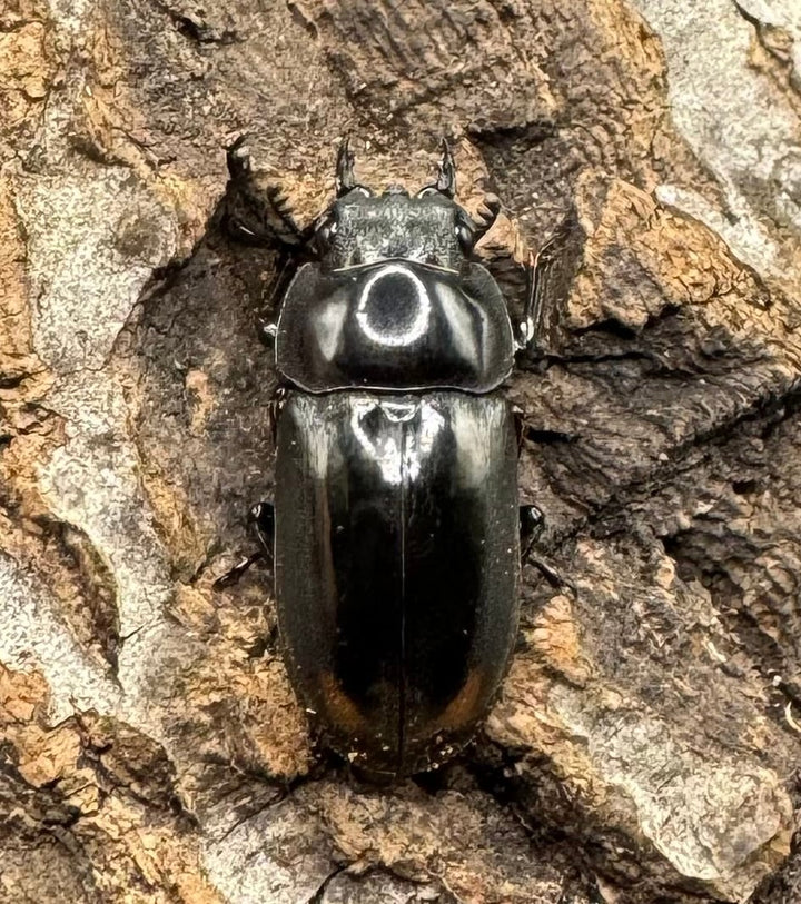 《ヒマラヤコクワ 39mm ペア＋♂おまけ》