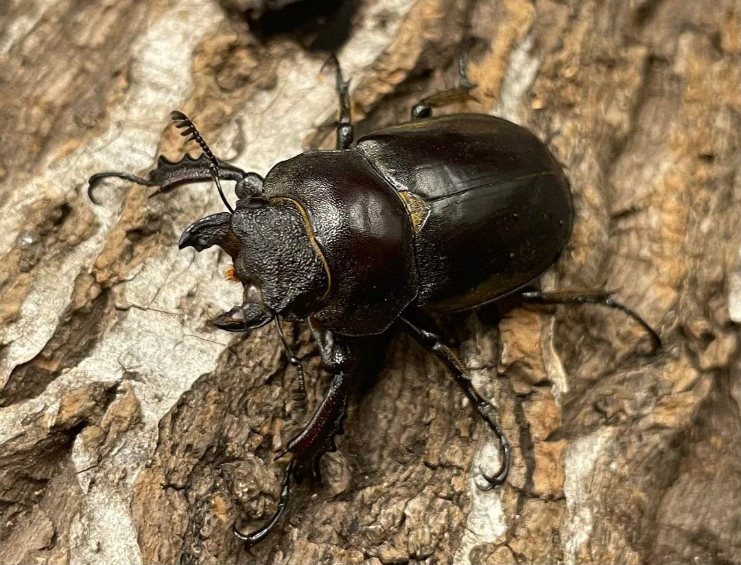 【WD】《ビクトリウスミヤマクワガタ 60mm ペア》