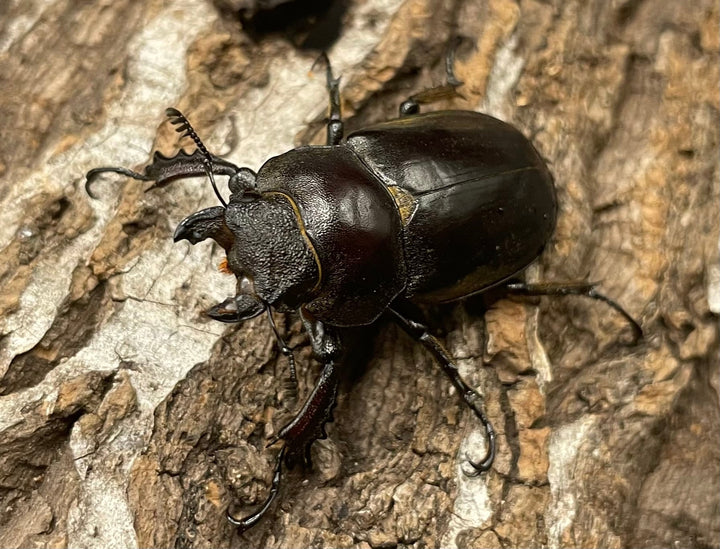 【WD】《ビクトリウスミヤマクワガタ 60mm ペア》