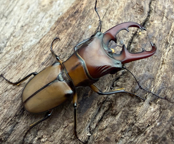 【F0】《エルサホソアカ 剣河県産 33.5mm ペア》