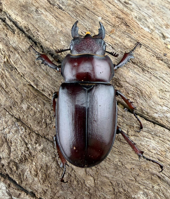 《カプレオルスミヤマクワガタ 35mm ペア》