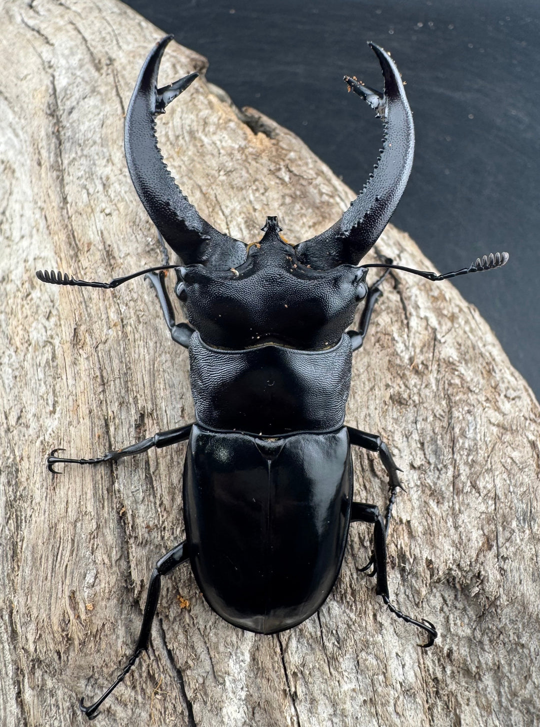 【WD】《ブケットフタマタクワガタ 73mm ペア》