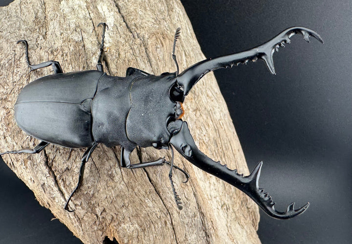 【WD】《 ギラファノコギリ亜種ケイスケ 102mm ペア》