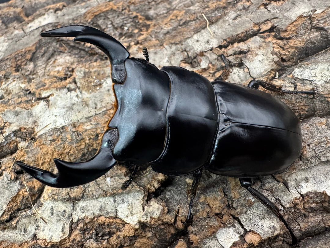 《インドアンタエウス サディア産 73mm ペア》