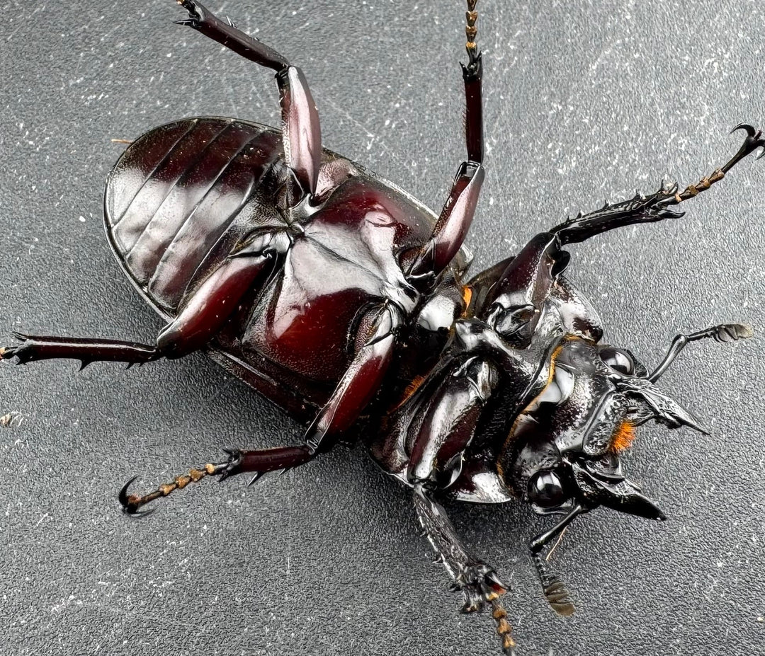 【赤目】《赤レギウスオオツヤクワガタ 魔閃紅血統 46mm ♀単》inohiro109氏ブリード個体