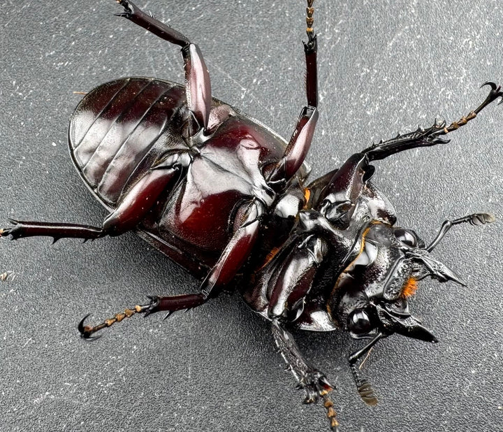 【赤目】《赤レギウスオオツヤクワガタ 魔閃紅血統 46mm ♀単》inohiro109氏ブリード個体