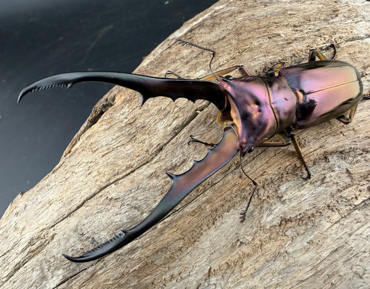 《メタリフェルホソアカ亜種finae 76mm ペア》