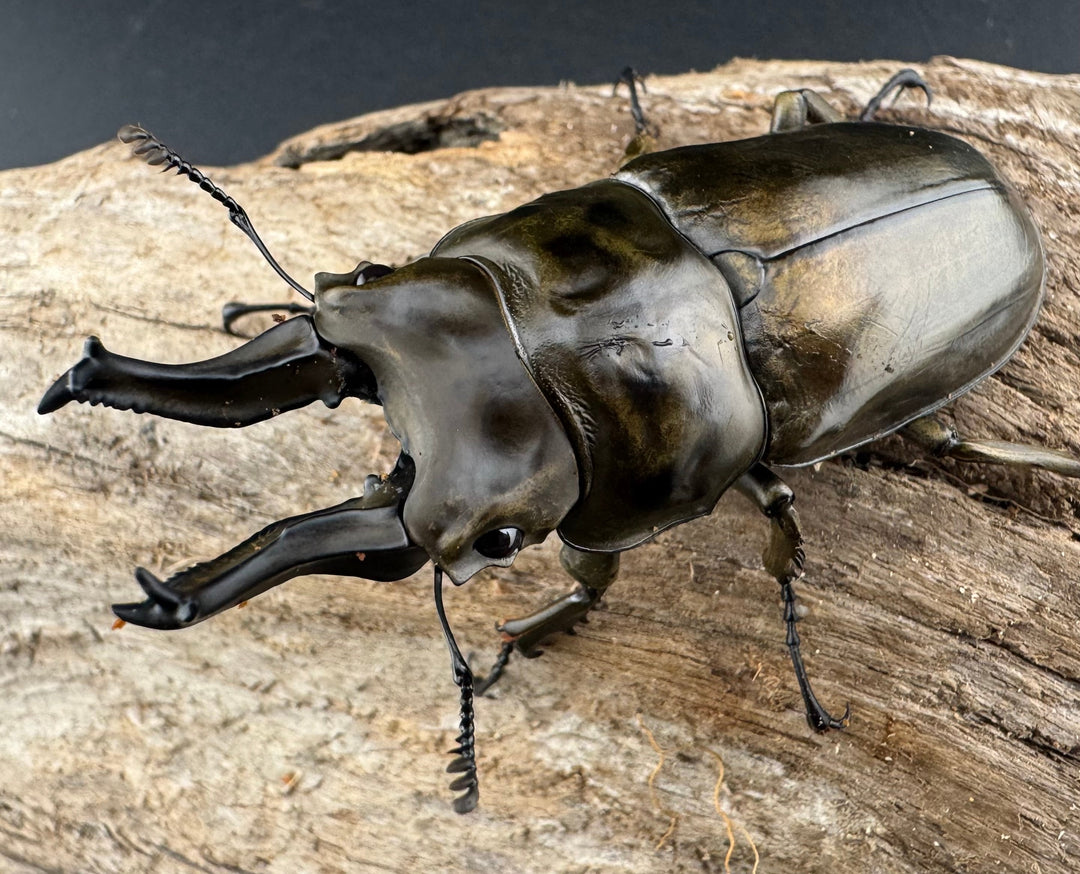 【F0】《ローゼンベルグオウゴンオニクワガタ 72mm ペア》