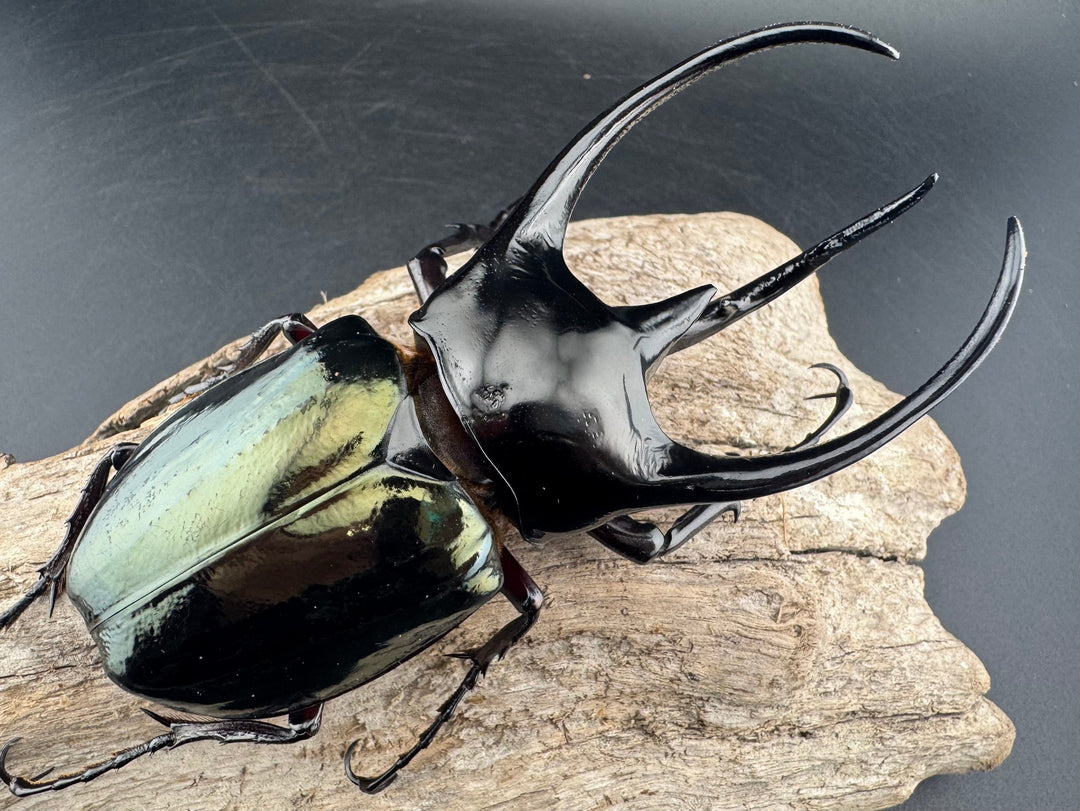 【WD】《ジャワコーカサスオオカブト 111mm ペア》