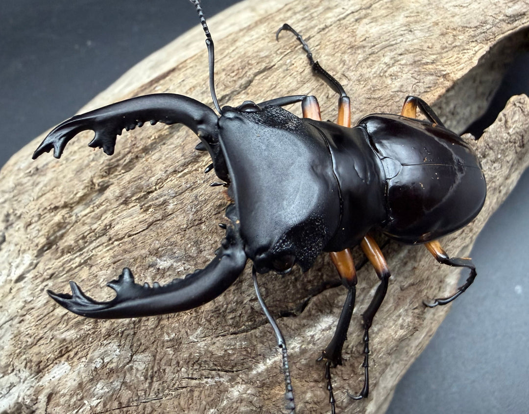 【WD】《インペリアリスツヤ亜種komorii トゥルスマリア産 64.5mm ペア》