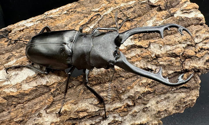 【WD】《ギラファノコギリ亜種ボロブドゥール 90.5mm ペア》