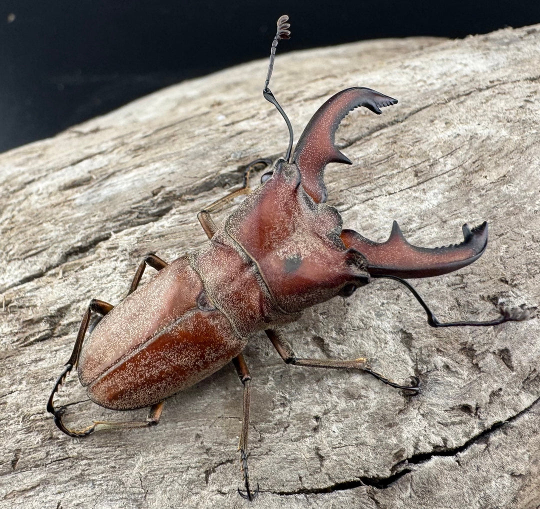 【WD】《スズムラホソアカ ロハス産 41mm ペア》