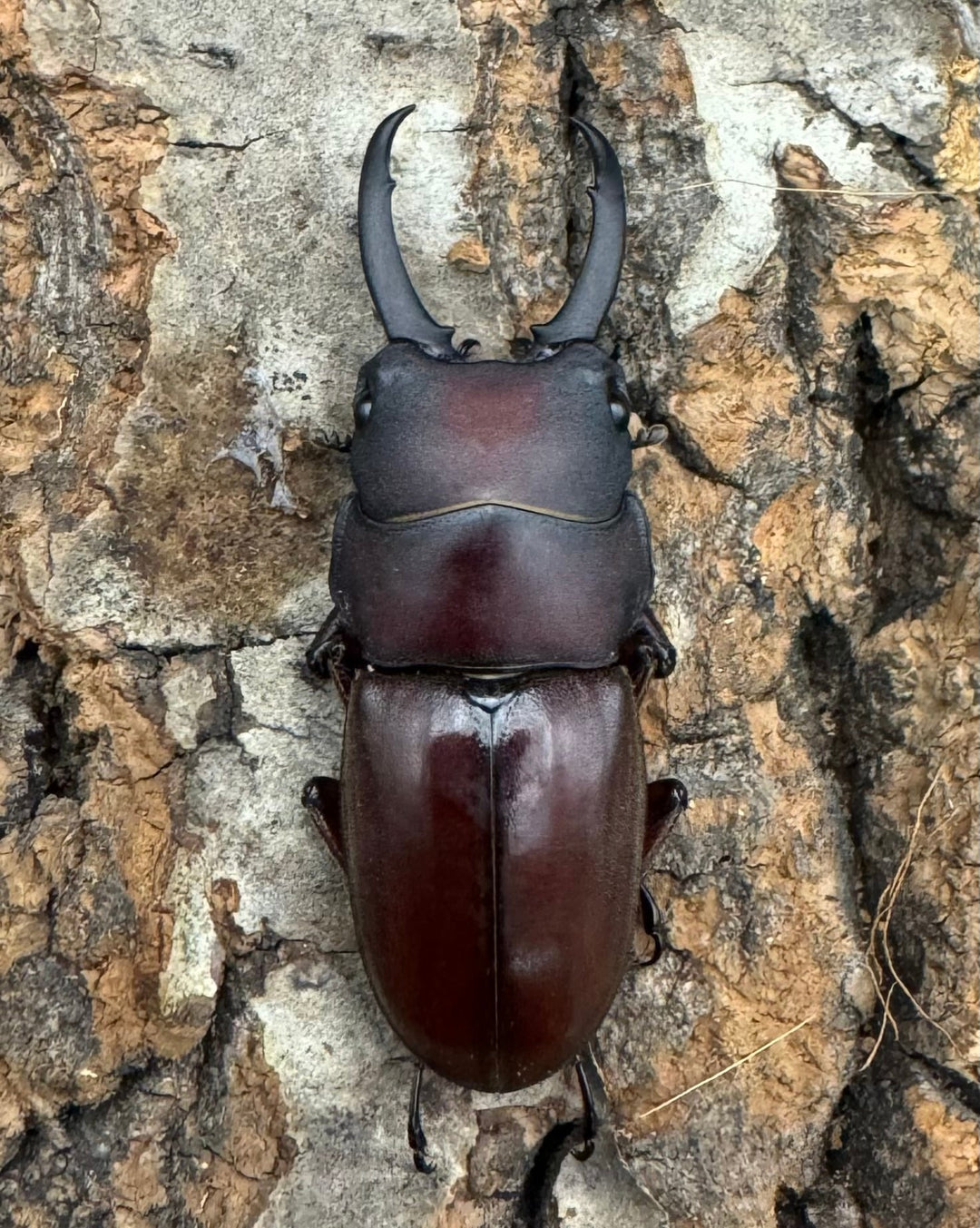 【WD】《ジュリエットノコギリ 36.5mmペア》