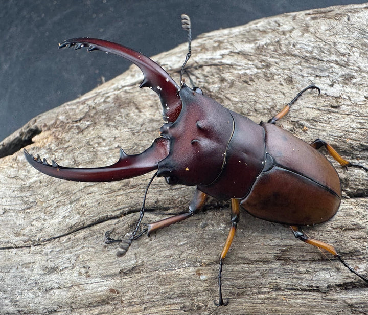 【WD】《アスタコイデスノコギリ ベンクール産 56mm ペア》