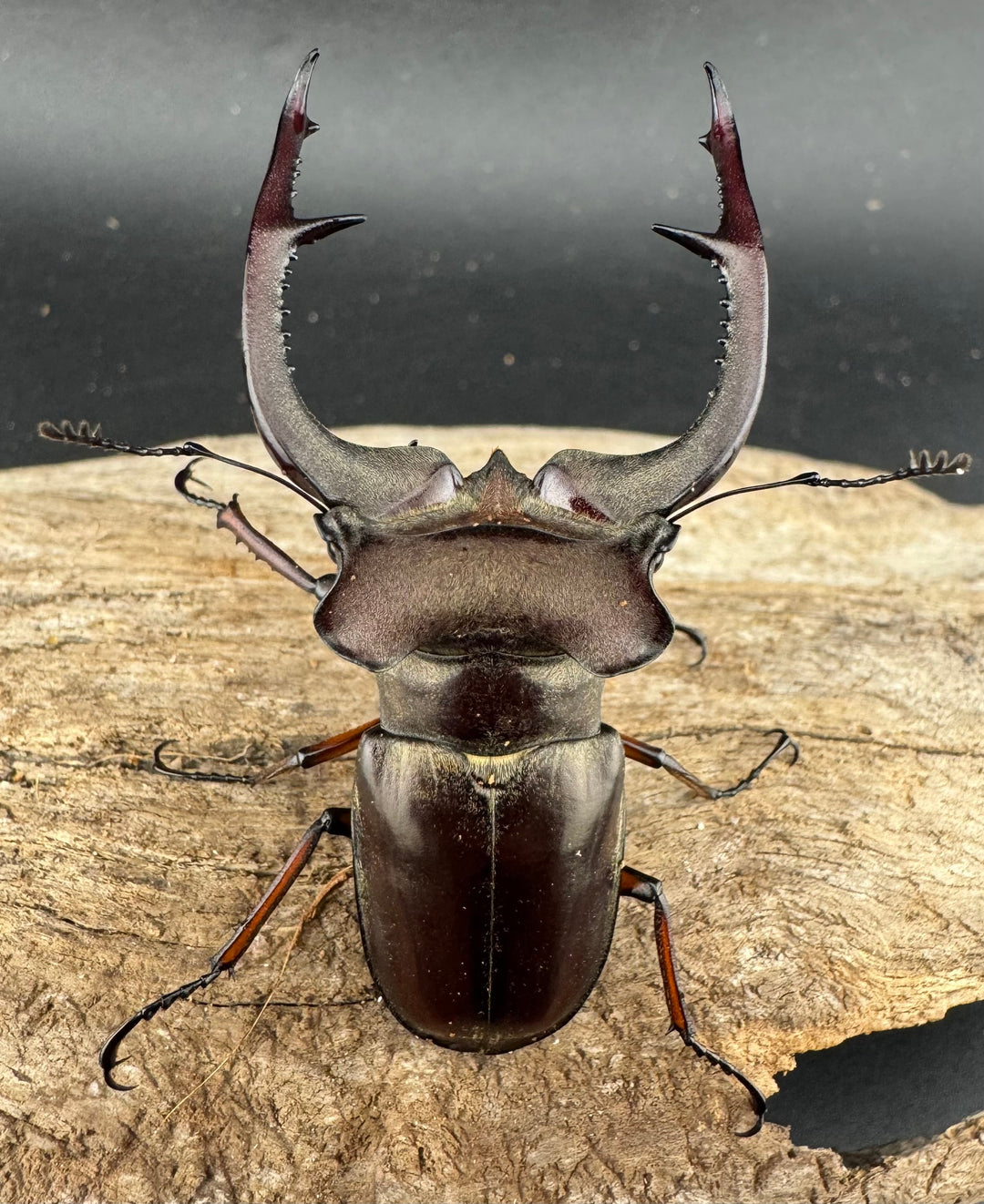 【WD】《クラーツミヤマ原名亜種 66mm ペア》