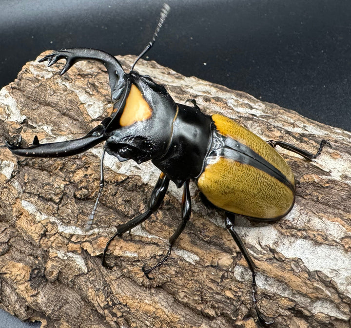 【WD】《ラコダールツヤクワガタ アチェ産 76mm ペア》