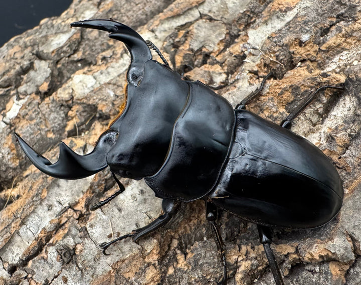 【WF1】《マレーアンタエウス ケランタン産 71.5mm ペア》