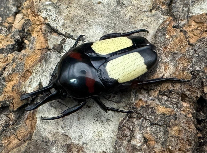 レア産地《キモンツノホソカナブン ペア》