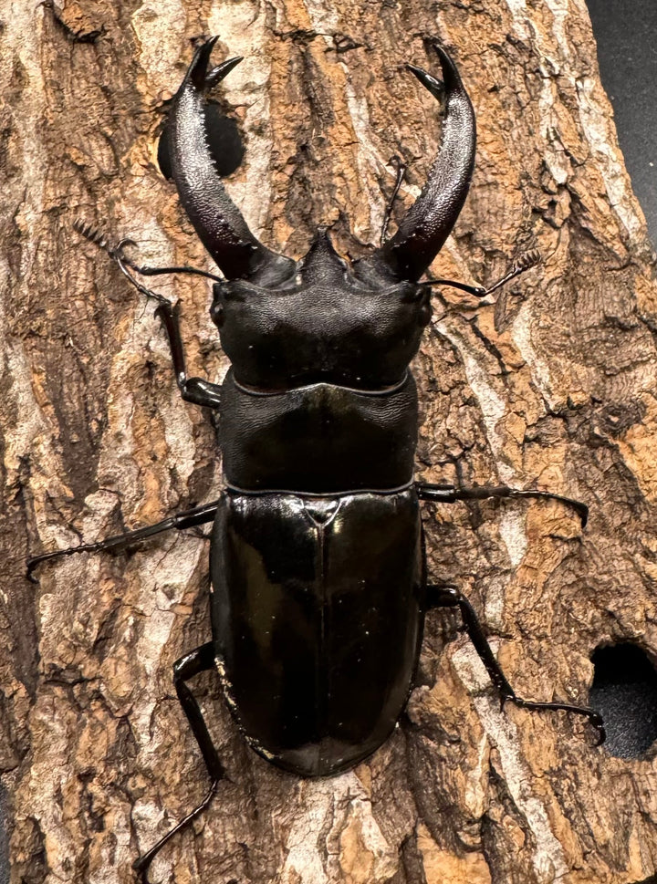 【WD】《ブケットフタマタ 71mm ペア》