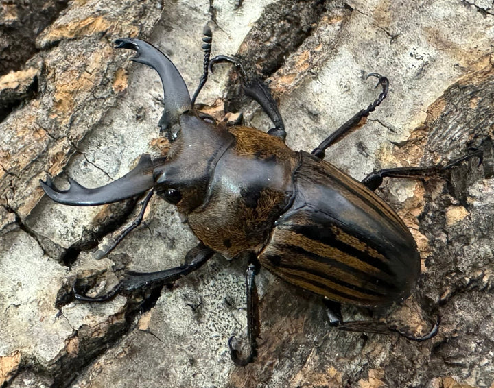 【WD】《ストリアータツヤクワガタ 40mm ペア》