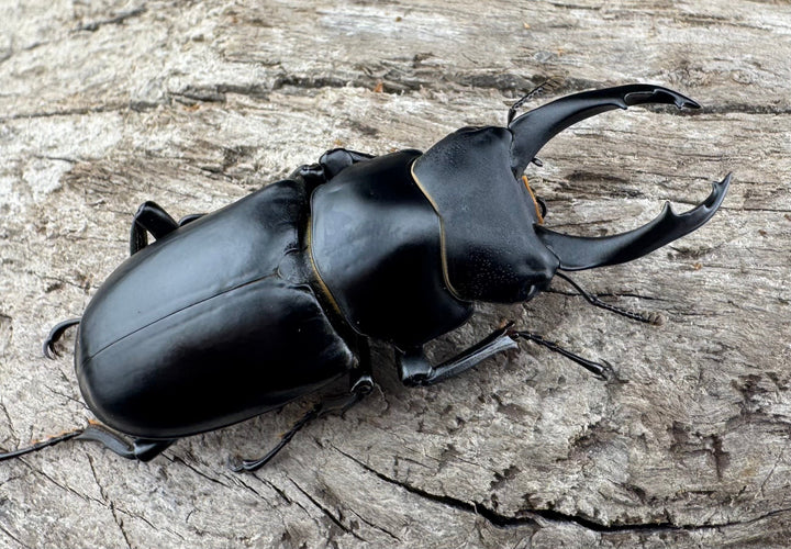 【WD】《ブラナウンコクワ 福貢県産 51mm ペア》