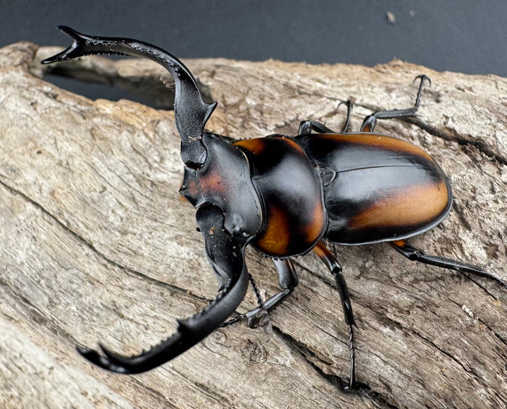 【WD】《スペキオススシカクワガタ 50mm ペア》