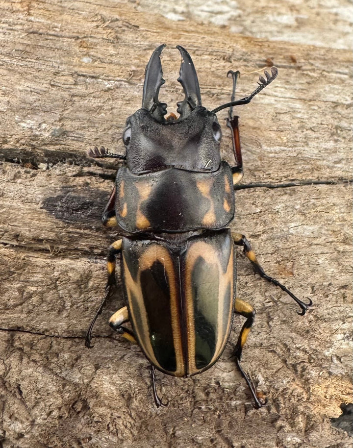 【WD】《ゼブラノコギリクワガタ原名亜種 33.5mm ペア》