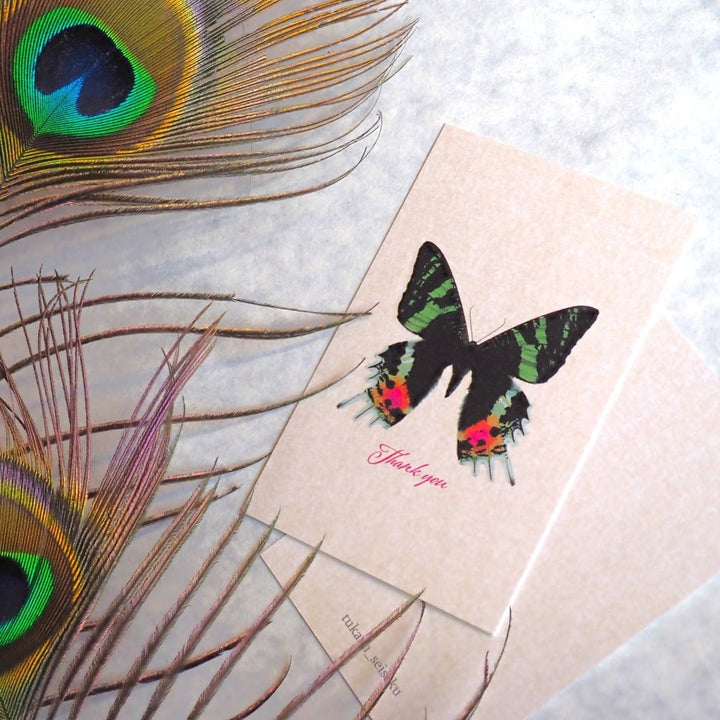 Thank you カード 5枚入り（ニシキオオツバメガ）