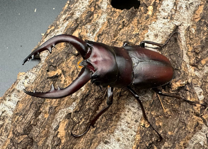 【WF1】《本土ノコギリクワガタ 八王子産 59mm ♂単》