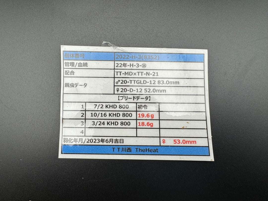 《オオクワガタ TT川西血統 53mm ♀単》ヒート氏ブリード個体