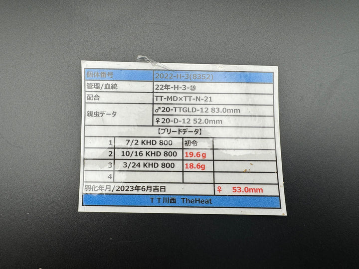 《オオクワガタ TT川西血統 53mm ♀単》ヒート氏ブリード個体