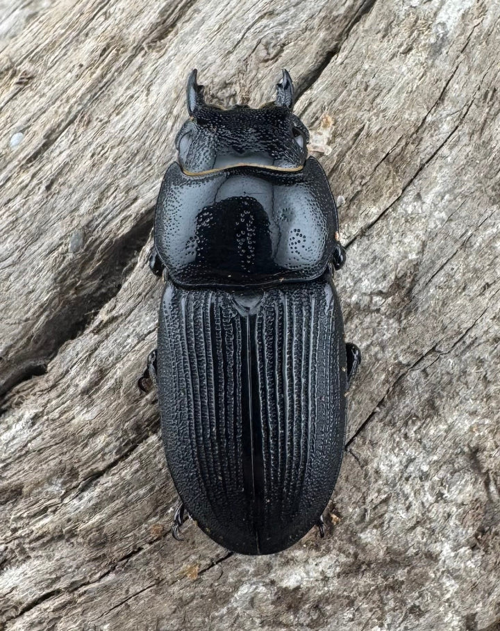 【WD】《ドルクス ティティウス チベット産 44mm ペア》