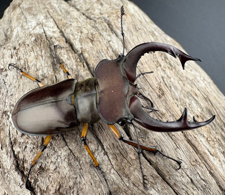 【WD】《フェアメイルミヤマ 雅安市産 56.5mm ペア》