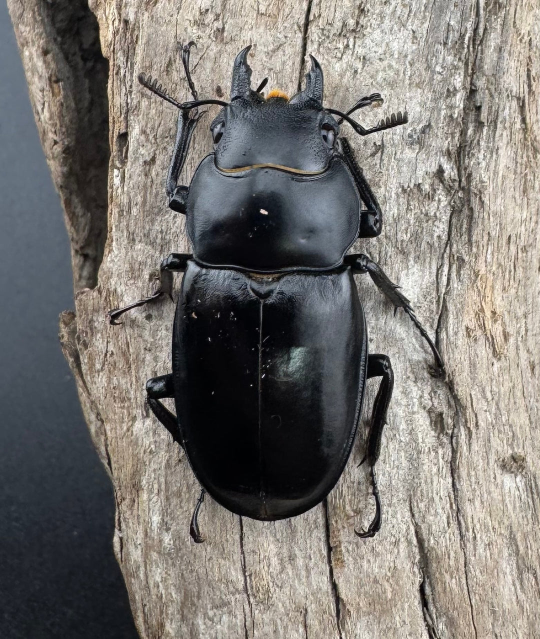 《ボーリンフタマタ亜種バミノルム 55mm ♂♀♀トリオ》