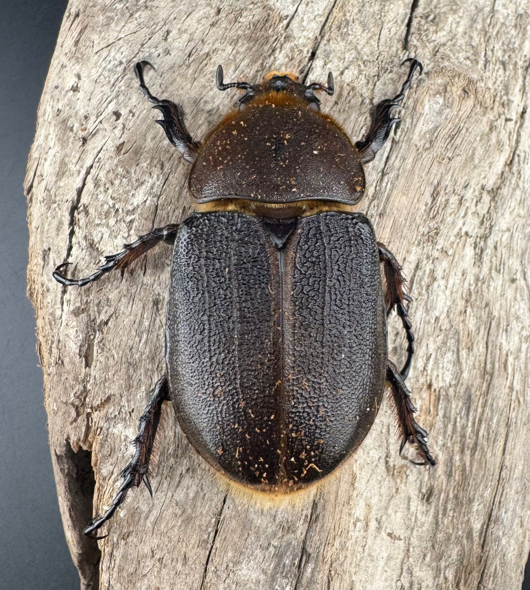 《ヘラクレス・ヘラクレス 131mm ペア》