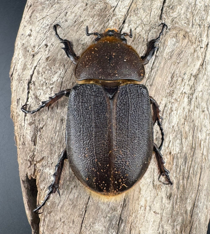 《ヘラクレス・ヘラクレス 131mm ペア》