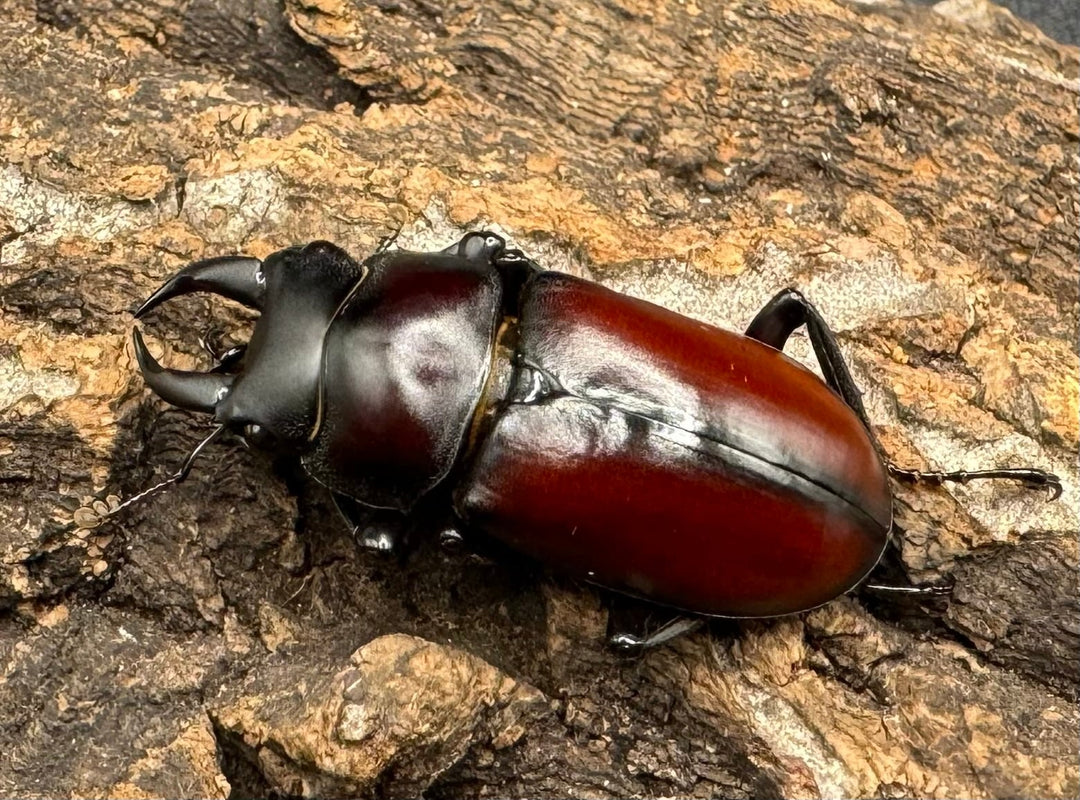 【WD】《チベット産 ドンキエルコクワ原名亜種 34mm ペア》