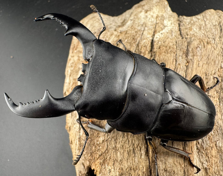 【WD】《マリンドッケヒラタ 82.5mm ペア》