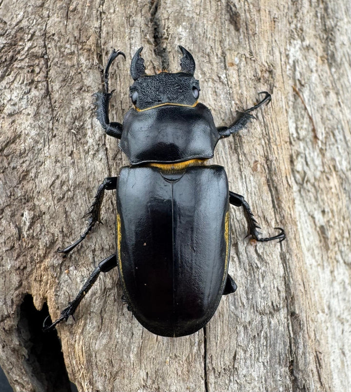 【WD】《フルキフェルミヤマ 61mm ペア》