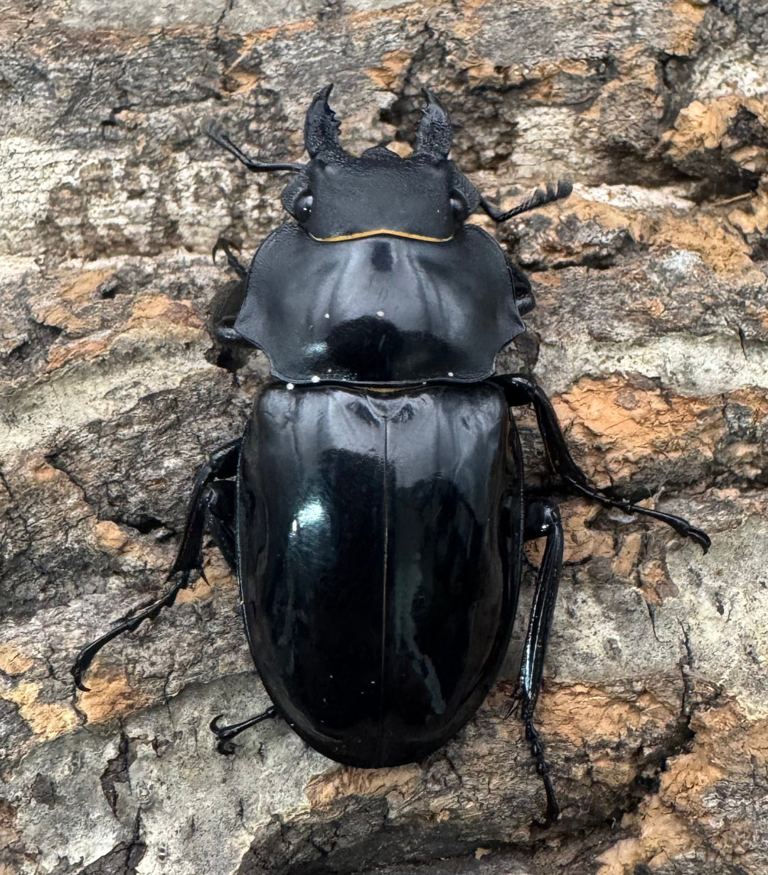 【WD】《インターメディアツヤクワガタ ネグロス産 90mm ペア》