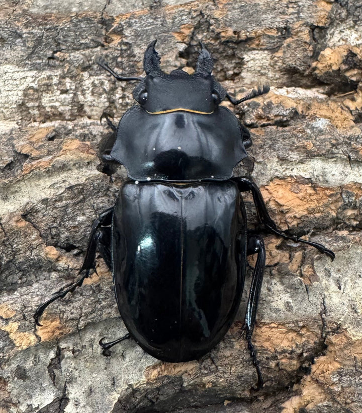 【WD】《インターメディアツヤクワガタ ネグロス産 90mm ペア》