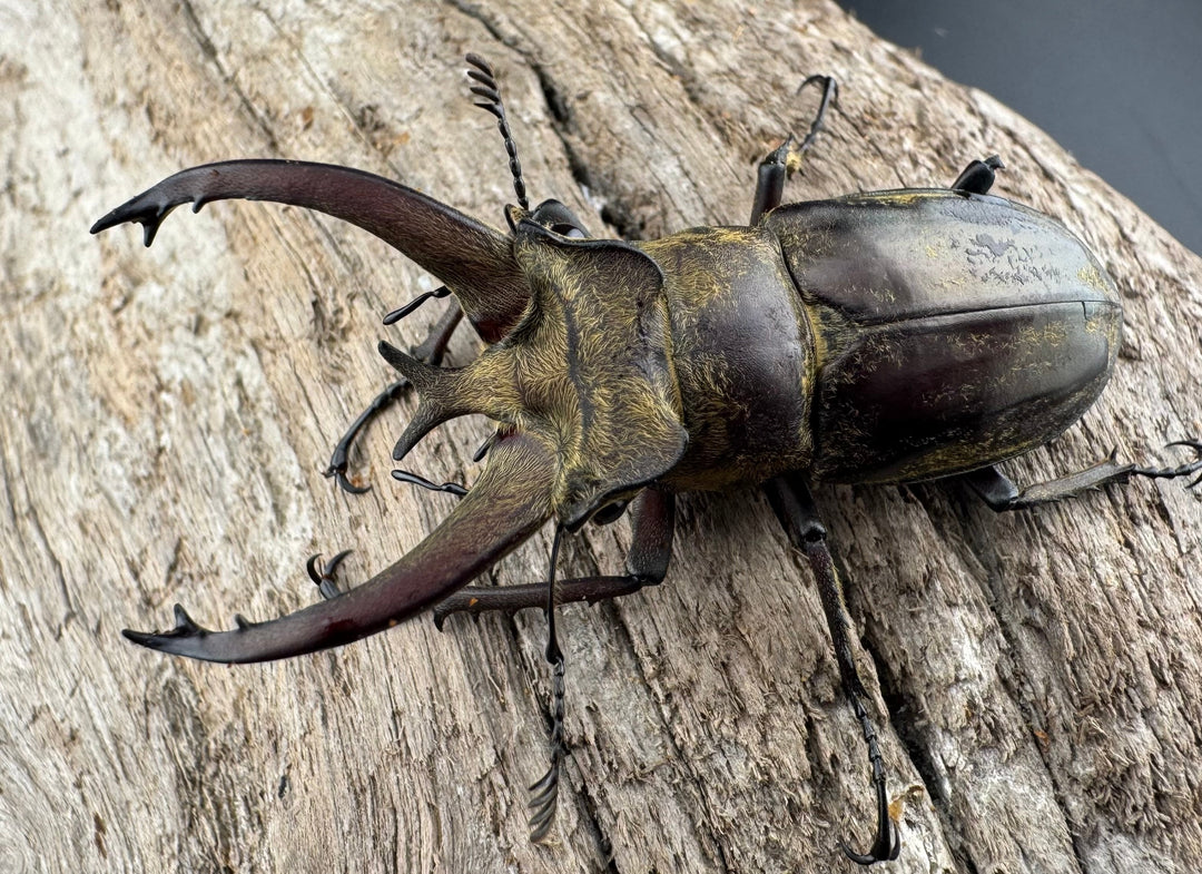 【WD】《ビクトリウスミヤマクワガタ 54mm B品ペア》