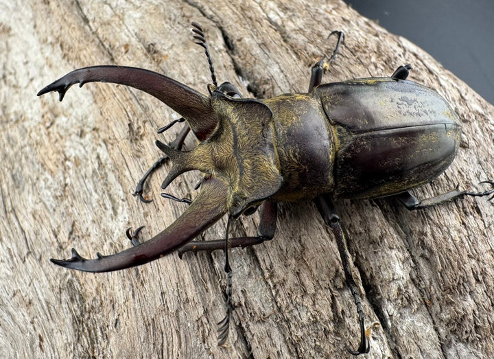 【WD】《ビクトリウスミヤマクワガタ 54mm B品ペア》