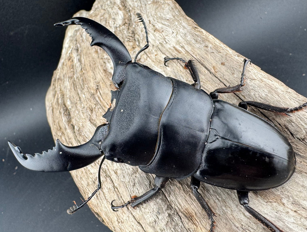 【WD】《スマトラオオヒラタ ベンクール産 84.5mm ペア》