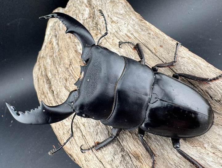 【WD】《スマトラオオヒラタ ベンクール産 84.5mm ペア》