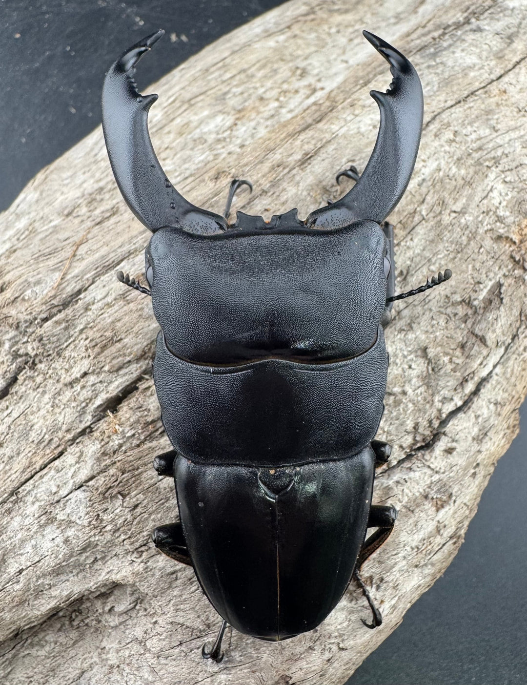 【WF2】《テイオウヒラタクワガタ 82.5mm ペア》